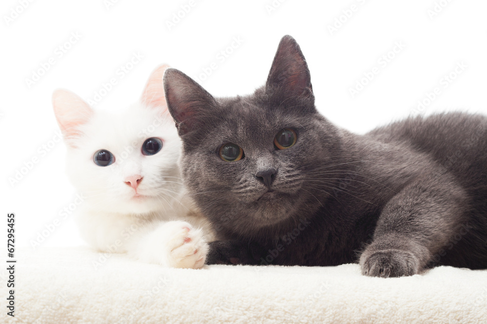 two cats lying on a blanket on white background
