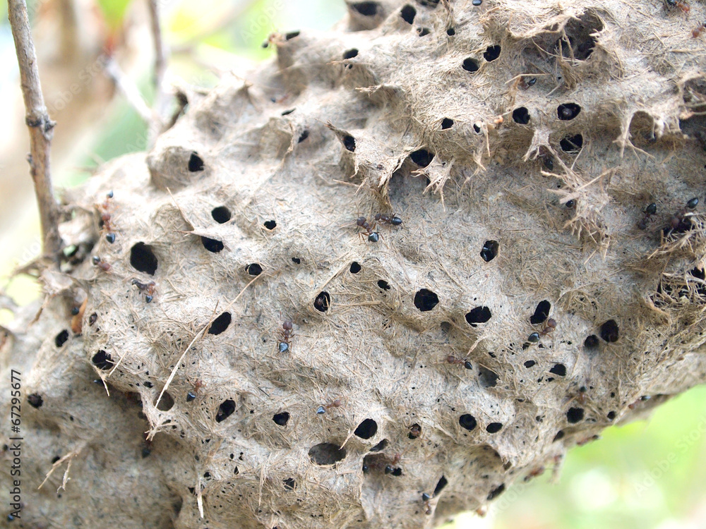Ants nest in a tree Ants nest in a tree