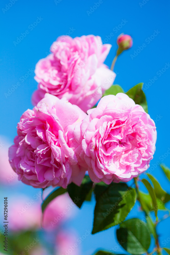 Obraz premium rose