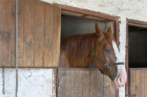 Sleeping horse in the stable
