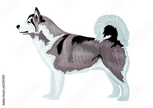 husky