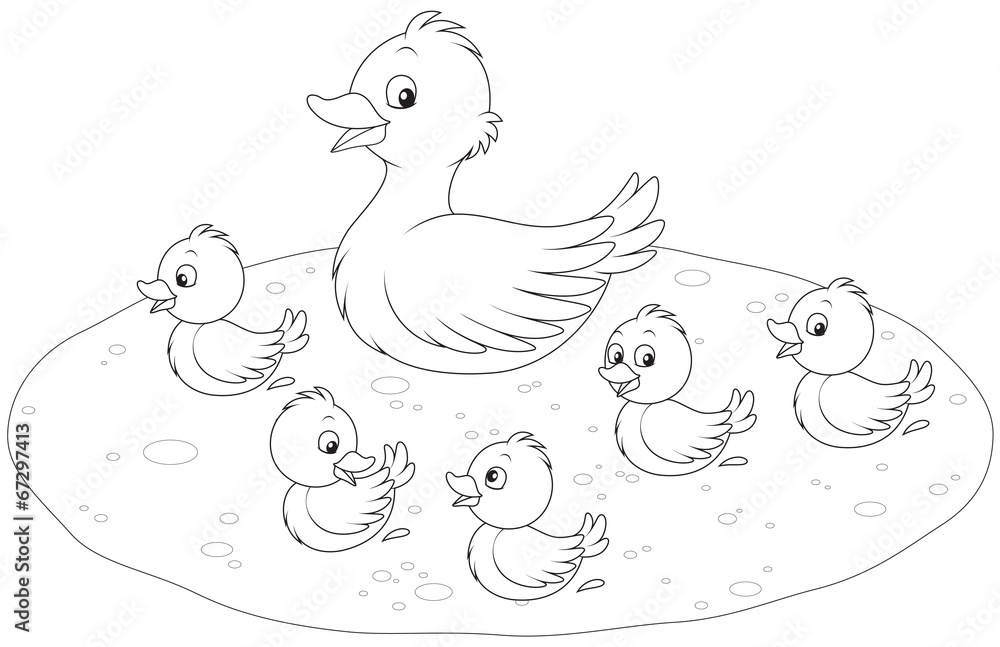 Fototapeta premium Duck and ducklings