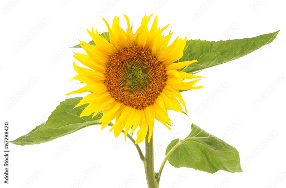 Obraz premium sunflower