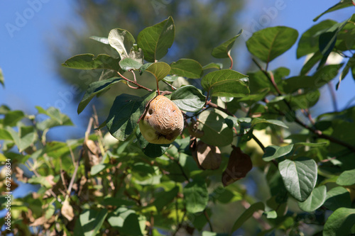 Brown rot quince