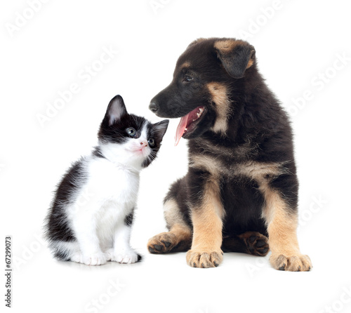 kitten and puppy