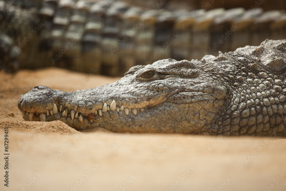 Obraz premium Aggressive alligator in Everglades park in Florida