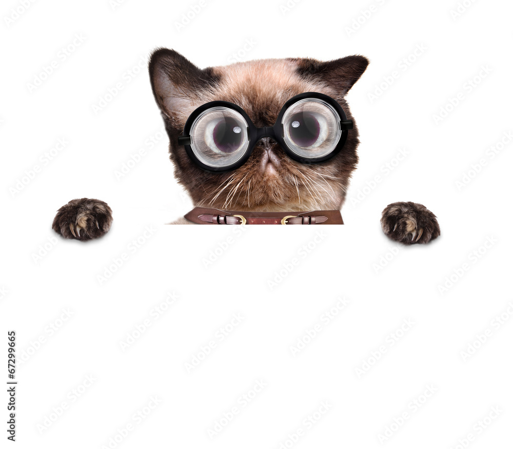 Fototapeta premium crazy silly cat with funny glasses behind blank placard
