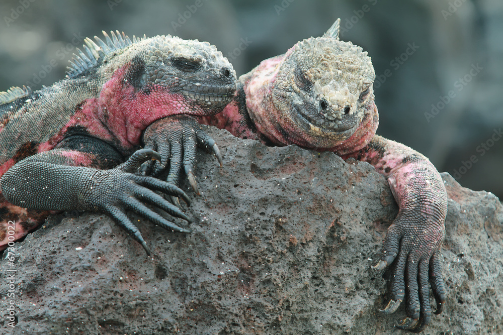 Naklejka premium Legwany morskie z Galapagos spoczywają na skałach