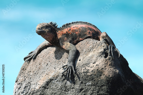 Galapagos Marine Iguana resting on rocks photo