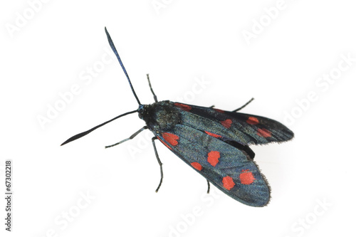 Sechsfleck-Widderchen, Zygaena, filipendulae, photo