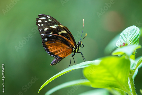 Tiger Longwing butterfly  Heliconius hecale 