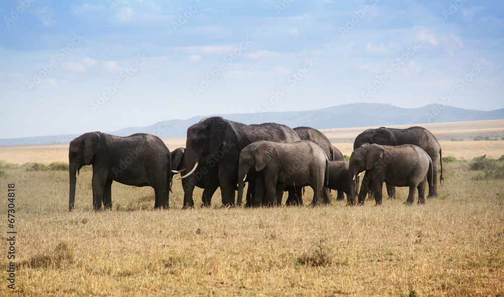 Fototapeta premium Famille éléphants de profil