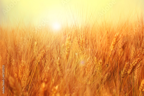 Sunny golden barley field