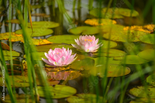 Water lily flowers blooming in pond