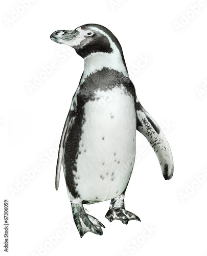 The Humboldt Penguin (Spheniscus humboldti).