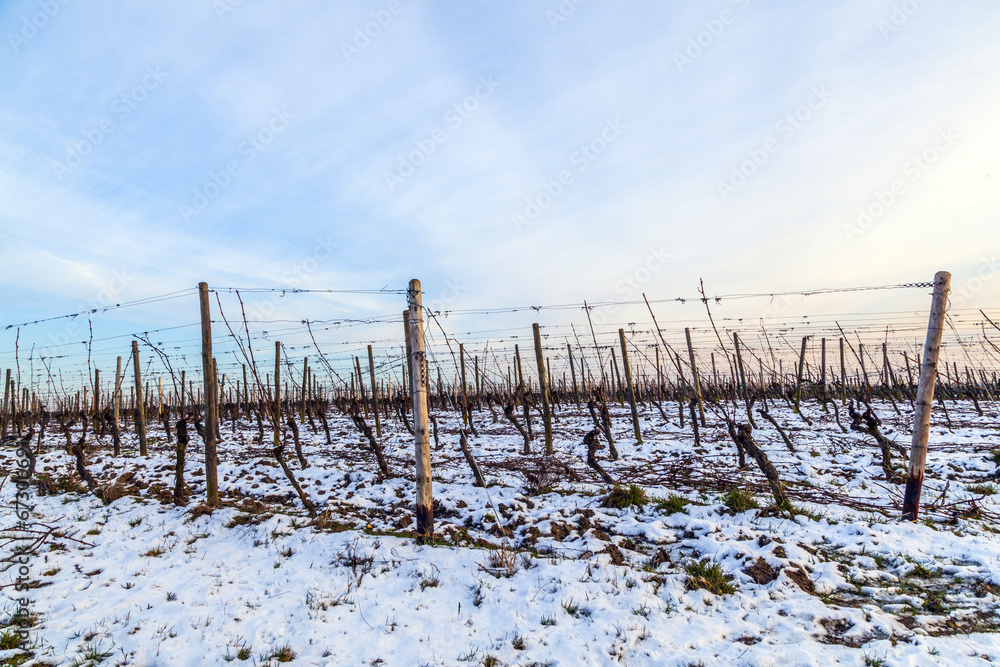 Vineyard in winter