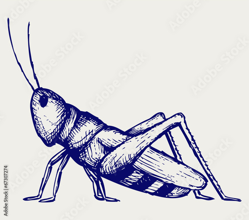 Grasshopper. Doodle style