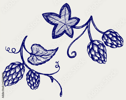 Hops. Doodle style