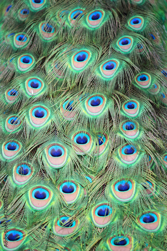 Closeup a peacock feathers (Pavo cristatus)