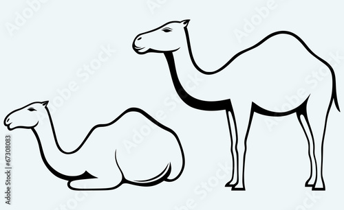 Silhouettes of camel
