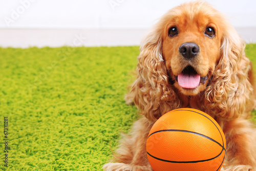 English cocker spaniel on carpet with ball in room