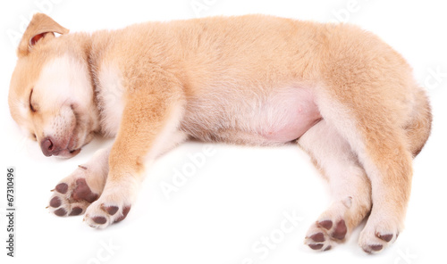 Little cute Golden Retriever puppy, isolated on white