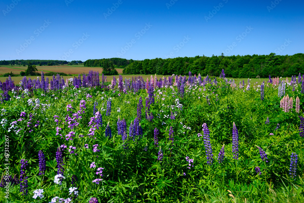 Field of Lupins Photos | Adobe Stock