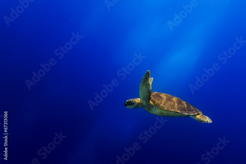 Sea Turtle