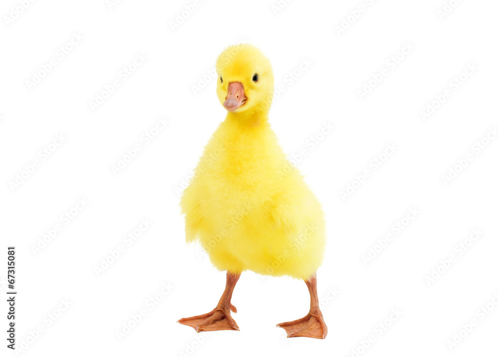 little gosling isolated little gosling isolated