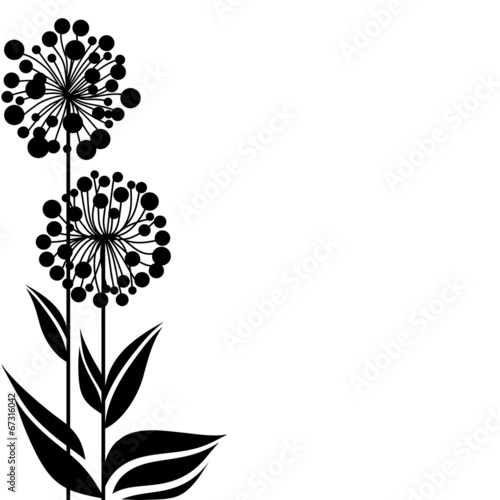 Dandelions in black
