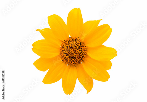 Fototapeta Naklejka Na Ścianę i Meble -  yellow flower isolated