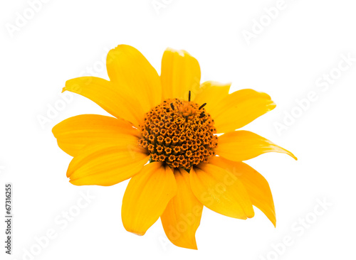 Fototapeta Naklejka Na Ścianę i Meble -  yellow flower isolated