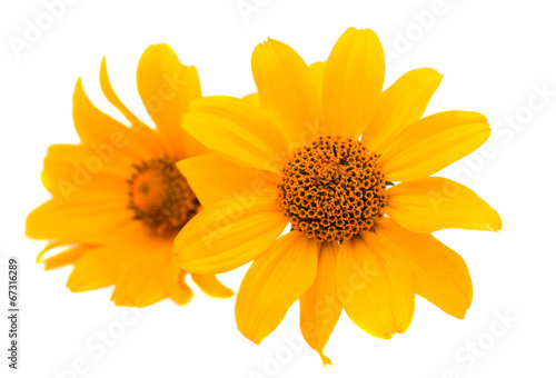 yellow flower isolated