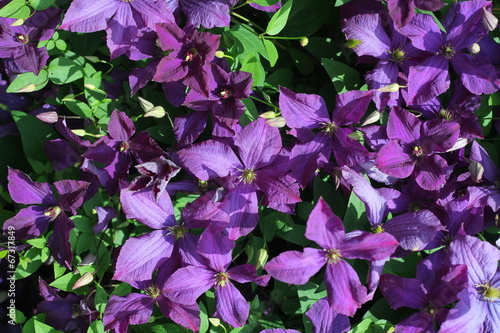 large garden shrub with lilac flowers. clematis
