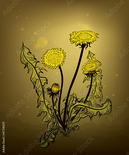 Dandelion