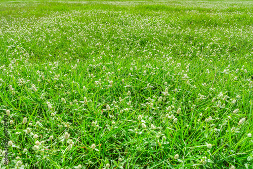 Obraz na plátně Poaceae plant which also called Gramineae or true grasses