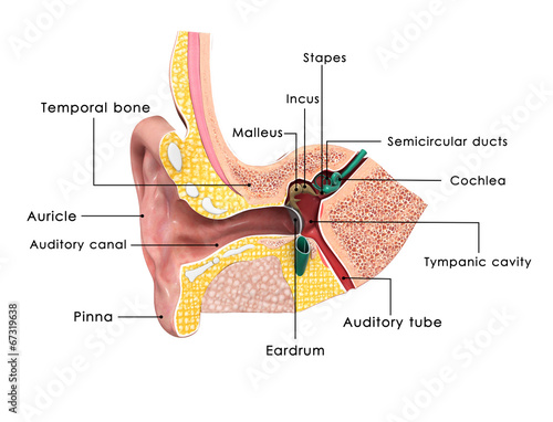 Human Ear