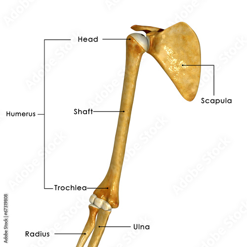 Shoulder joint photo