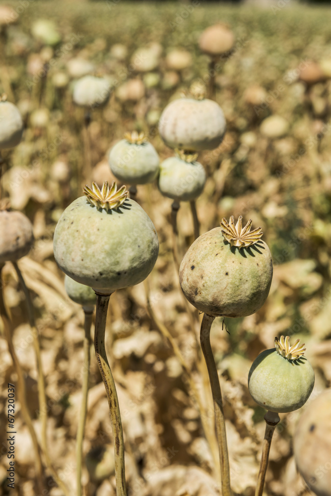 Opium poppies Opium poppies