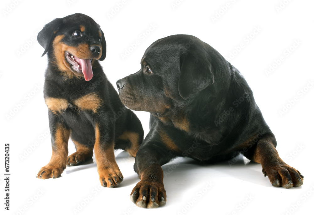 puppy and adult rottweiler puppy and adult rottweiler