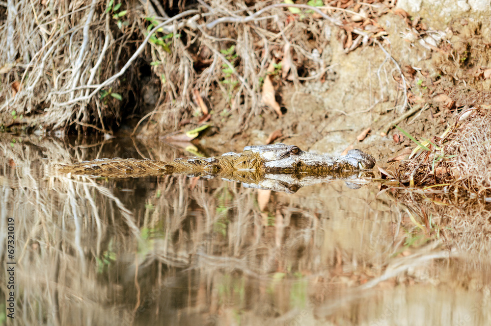 Crocodile in the wild river of Chitwan National Park Nepal