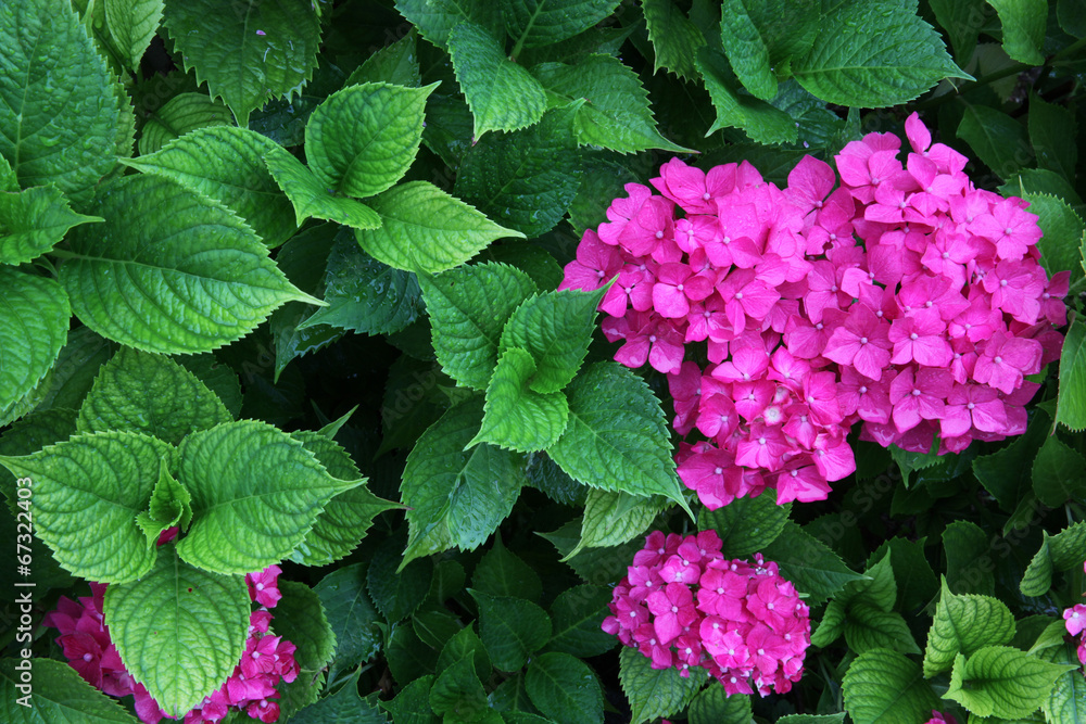 Hydrangea flowers and vibrant foliage after a rain shower Hydrangea flowers and vibrant foliage after a rain shower