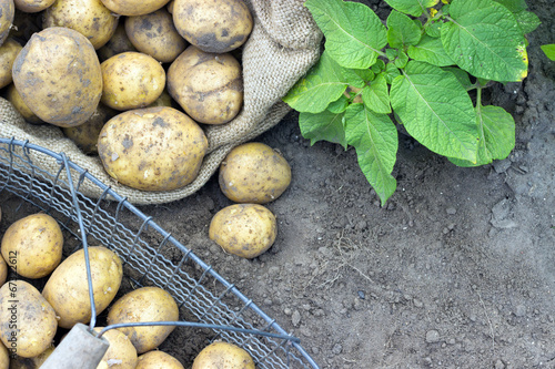 potato harvest