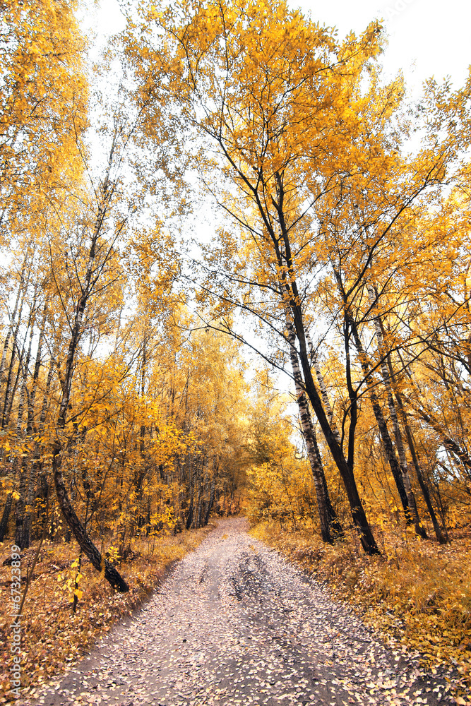 Fototapeta premium autumnal melancholy