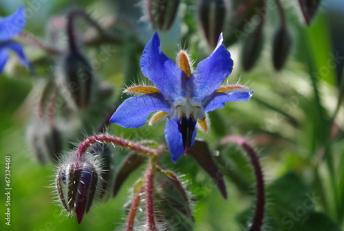 Fleur bleu