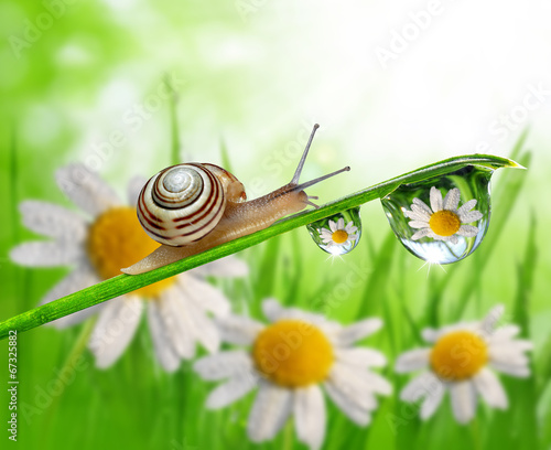 Snail on dewy grass