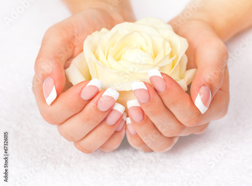 Beautiful woman s hands with french manicure holding rose  