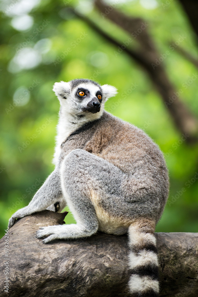 Fototapeta premium ring-tailed lemur (lemur catta)
