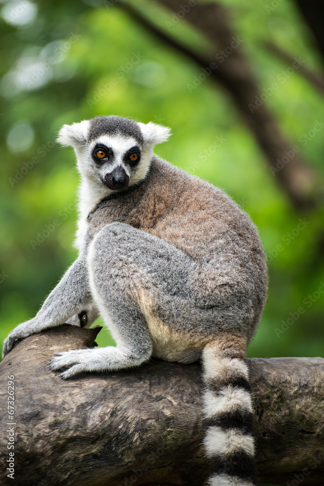 Fototapeta premium ring-tailed lemur (lemur catta)