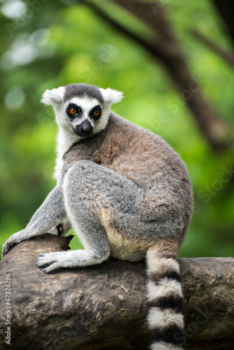 ring-tailed lemur (lemur catta)